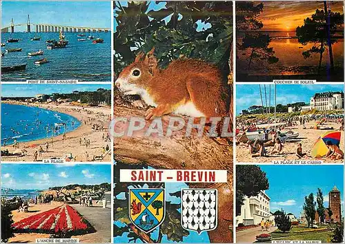 Cartes postales moderne Saint Brevin Loire Atl Ecureuil Pont de Saint Nazaire Coucher de soleil La plage L'ancre de mari