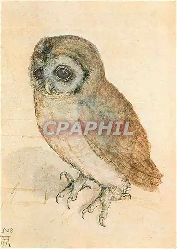 Moderne Karte Albrecht Durer Das Kauzchen Wien Albertina Museum Chouette Hibou