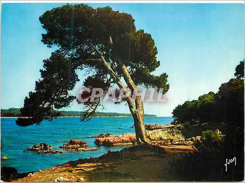 Cartes postales moderne Ile Saint Honorat AM Vue sur l ile Sainte Marguerite