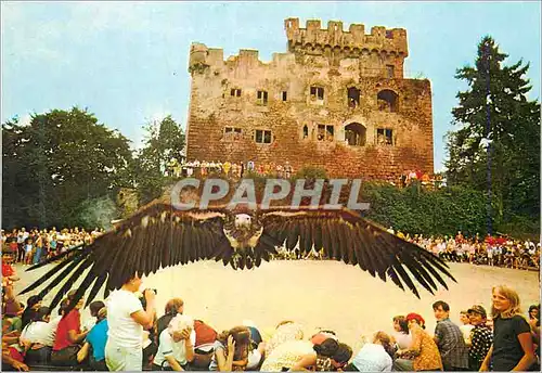 Cartes postales moderne Vautour Oricou Chateau de Kintzheim Alsace Rapace