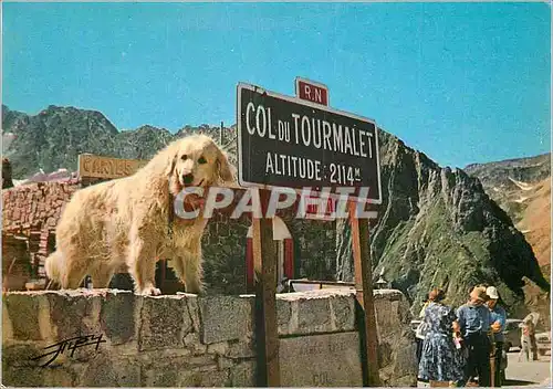 Cartes postales moderne Les Pyrenees Chien de Montagne au Col de Tourmalet