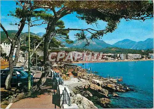 Cartes postales moderne Cote d Azur Le Cap Martin et ses pins penches Au fond Roquebrune Carnoles