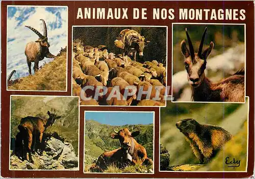 Cartes postales moderne Animaux de nos Montagnes Le Bouquetin troupeau de moutons et son ane chamois chevre vachet et ma
