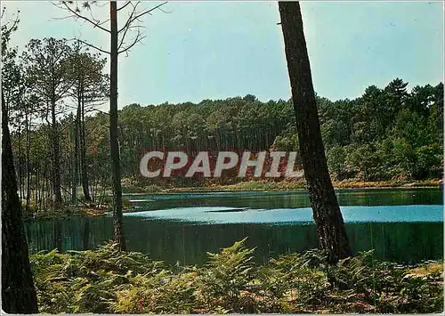 Cartes postales moderne Visage des Landes Un Petits Etangs au Coeur de Foret