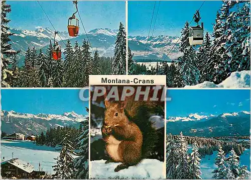 Cartes postales moderne Montana Crans Ecureuil