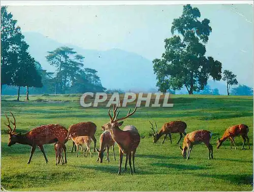 Moderne Karte The Nara Park