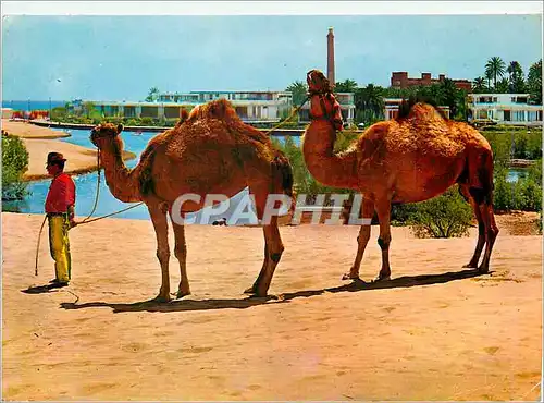 Cartes postales moderne Gran Canaria Oasis Maspalomas