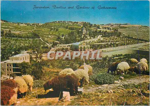 Cartes postales moderne Jerusalem Old City Basilica and Gardens of gethsemane