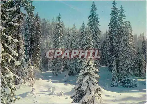 Cartes postales moderne Le Haut Jura en Hiver Environs des Rousses La Foret Enneigee