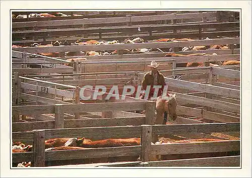 Cartes postales moderne Amarillo Cattle in the Corral Au Nord du Texas