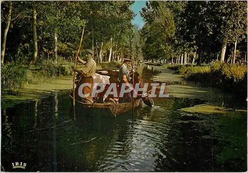 Cartes postales moderne Marais Poitevin Venise Verte Cathedrale de Verdure Entre Coulon et la Garette Vaches