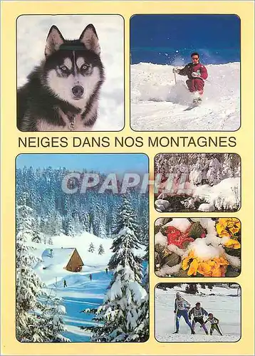 Cartes postales moderne Neiges dans Nos Montagnes L'Hiver dans nos Montagnes Chien Ski