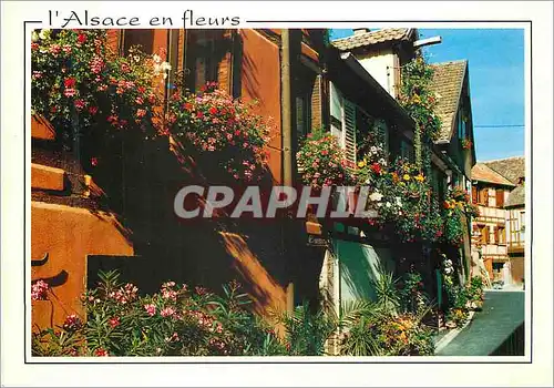 Cartes postales moderne L'Alsace en Fleurs Ribeauville