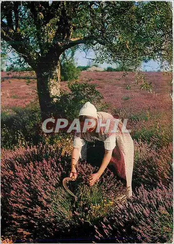 Cartes postales moderne Les Belles Images de Provence Cueillette de la Lavande Folklore