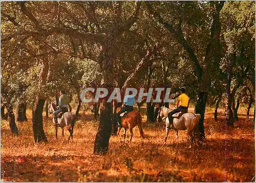 Cartes postales moderne Espana Sotogrande (Casta del Sol)