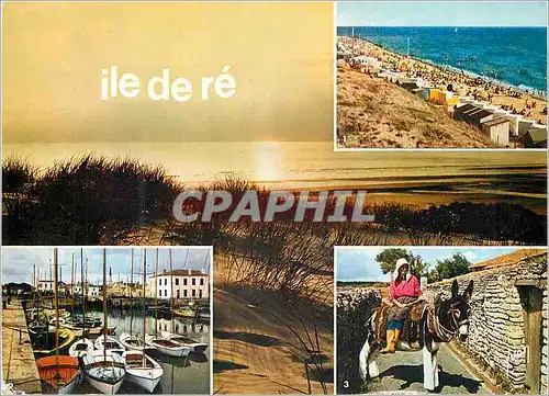 Cartes postales moderne Ile de Re (Charente Maritime) Ane Donkey