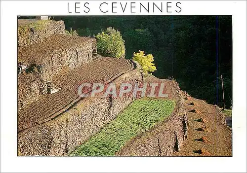 Cartes postales moderne Les Cevennes Faissa ou Bancel Culture en Terrasse
