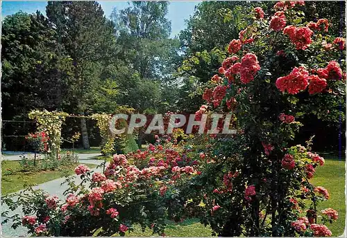 Cartes postales moderne Vittel (Vosges) La Roseraie