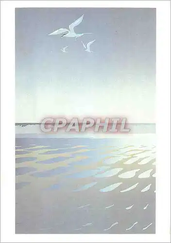 Cartes postales moderne Terns Fishing Malcolm War New Zealand