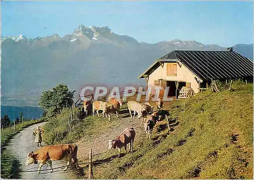 Cartes postales moderne Leysin (1400 m) Sur L'alpage Vaches