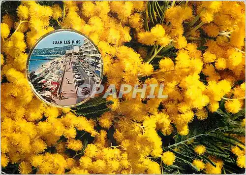 Cartes postales moderne Mimosa Juan les Pins