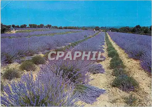 Moderne Karte Cote d'Azur Champ de Lavandes dans les Alpes