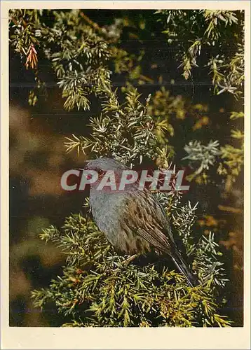 Cartes postales moderne Prunellidae Prunella Modularis Accenteur Mouchet Passera Scopaiola Dunock