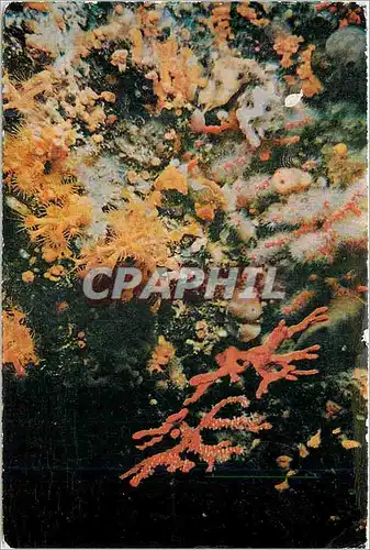 Cartes postales moderne Collection Merveilles Sous Marines 45 m de Profondeur Corail Precieux Empanache de ses Polypes N