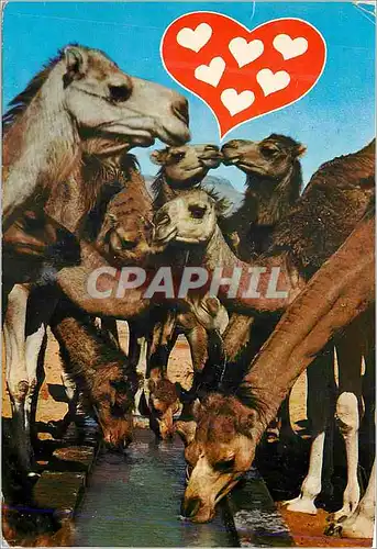 Cartes postales moderne Bons Baisers de Tunisie Chameaux