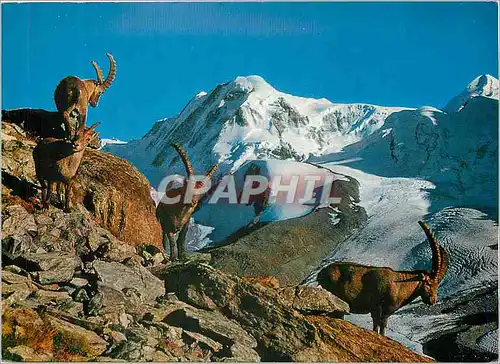 Cartes postales moderne Bouquetins