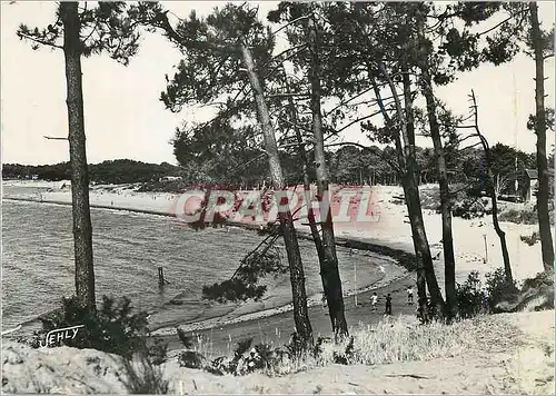 Cartes postales moderne Saint Brevin (Loire Inferieure) Paysage dans les Pins