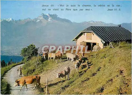 Cartes postales moderne Leysin (1400 m) sur l alpage