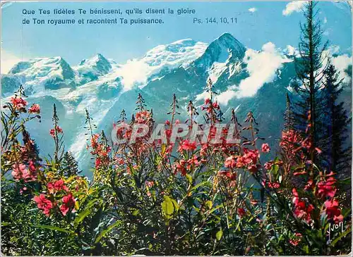 Cartes postales moderne Couleurs et lumiere de france 74 massif du mont blanc (h s) la floraison des phlox sauvages face