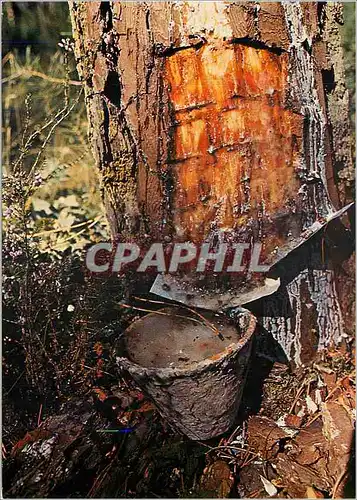 Cartes postales moderne Le pin de landes