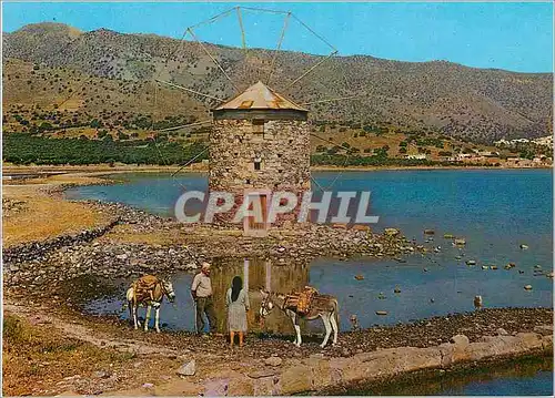 Cartes postales moderne Elounta crete Ane Donkey