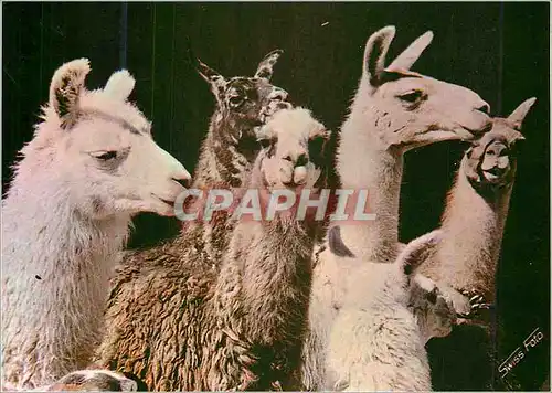 Cartes postales moderne Peru c 1414 lamas in the sierra