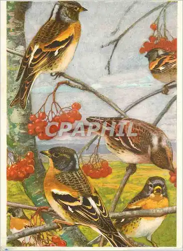 Cartes postales moderne Le pinson des ardennes males femelle