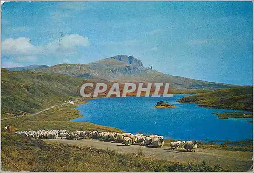 Cartes postales moderne Moutons Isle of Skye