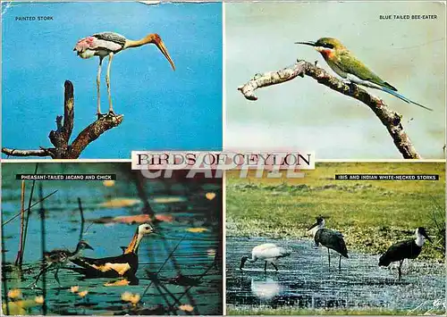 Cartes postales moderne Bird of ceylon