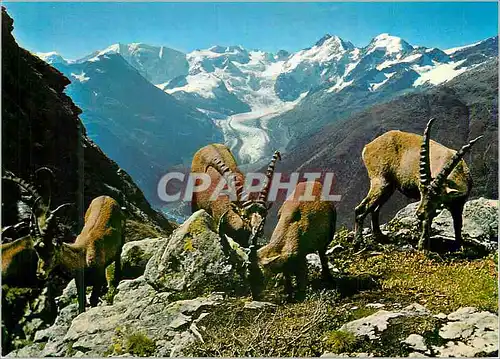 Moderne Karte Steinbocke auf piz albris blick auf die berninagruppe und morteratschgletscher