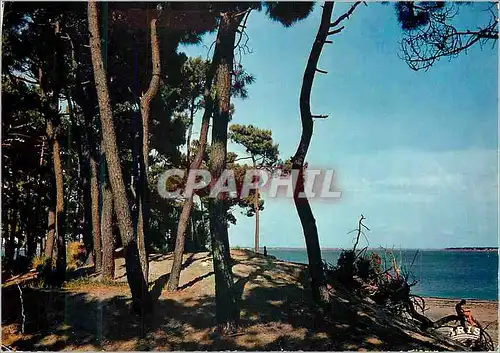 Cartes postales moderne Ile d oleron saint trojan 53 sous bois et ocean