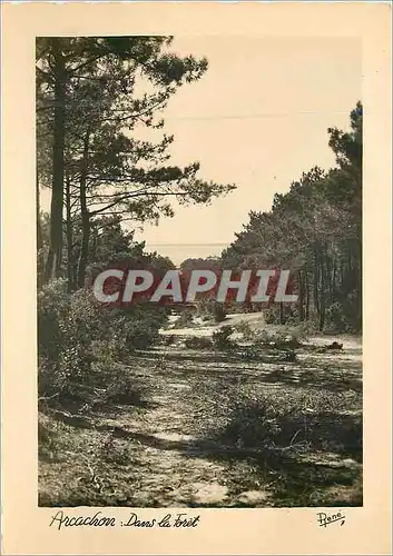 Cartes postales moderne Arcachon dans la foret