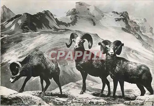 Cartes postales moderne Mouflon du canada ou big horne 121