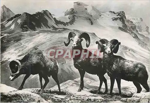 Moderne Karte Mouflon du canada ou big horne 121