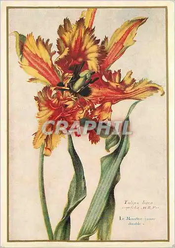 Cartes postales moderne Nicolas robert(1614 1685) papageientulpe