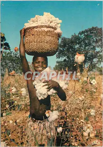 Cartes postales moderne L afrique en couleurs recolte du coton