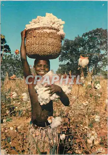 Moderne Karte L afrique en couleurs recolte du coton