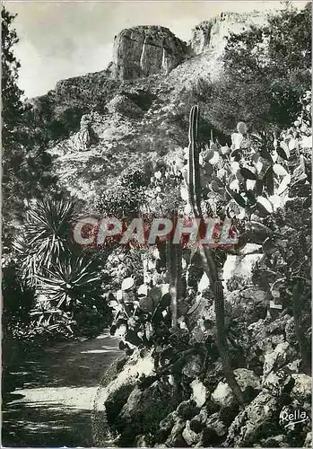 Cartes postales moderne La cote d azur 153 monte carlo la tete  de chien vue des jardins exotiques