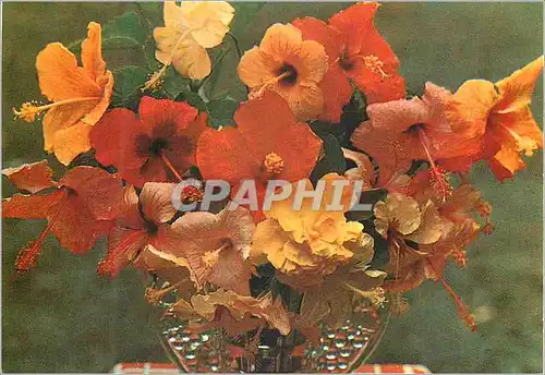 Cartes postales moderne Martinique l ile aux fleurs hibiscus varies