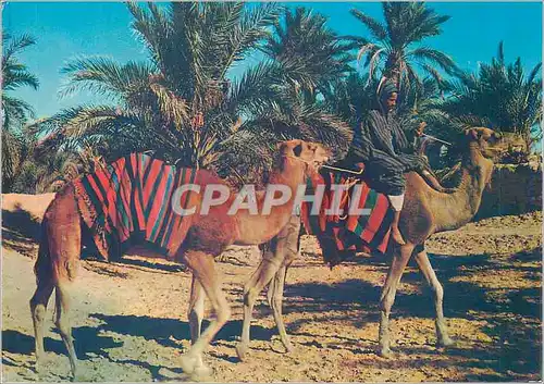 Cartes postales moderne Sahara marche dans l oasis Chameaux
